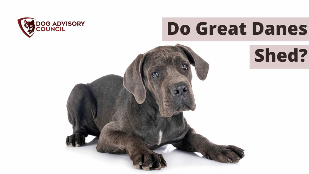 Do Great Danes Shed? Photo of a Great Dane with short hair looking forward.