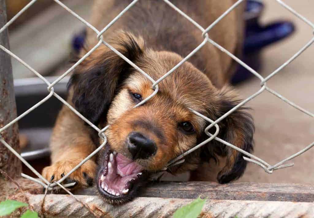 Dachshund puppy behind the wire mesh fence looking aggressive