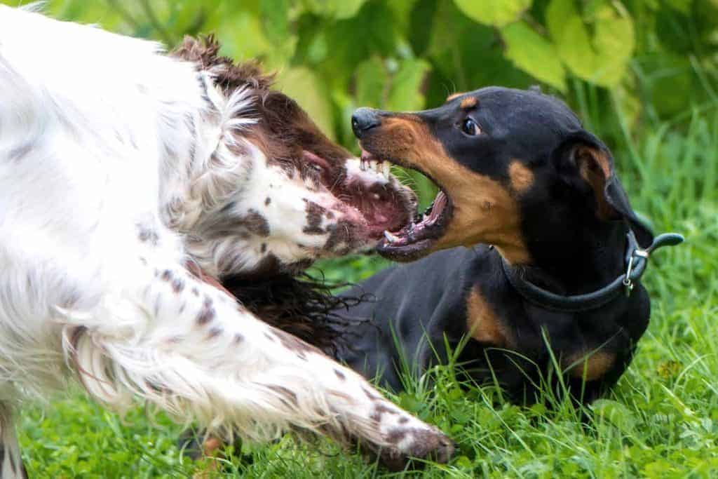 are sausage dogs aggressive