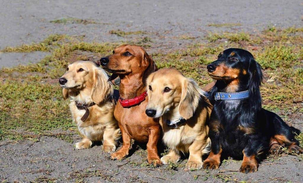 Picture with four Dachshunds with different coats