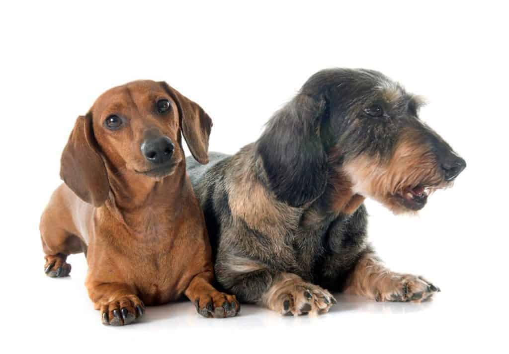 Are Dachshunds Hypoallergenic dogs?