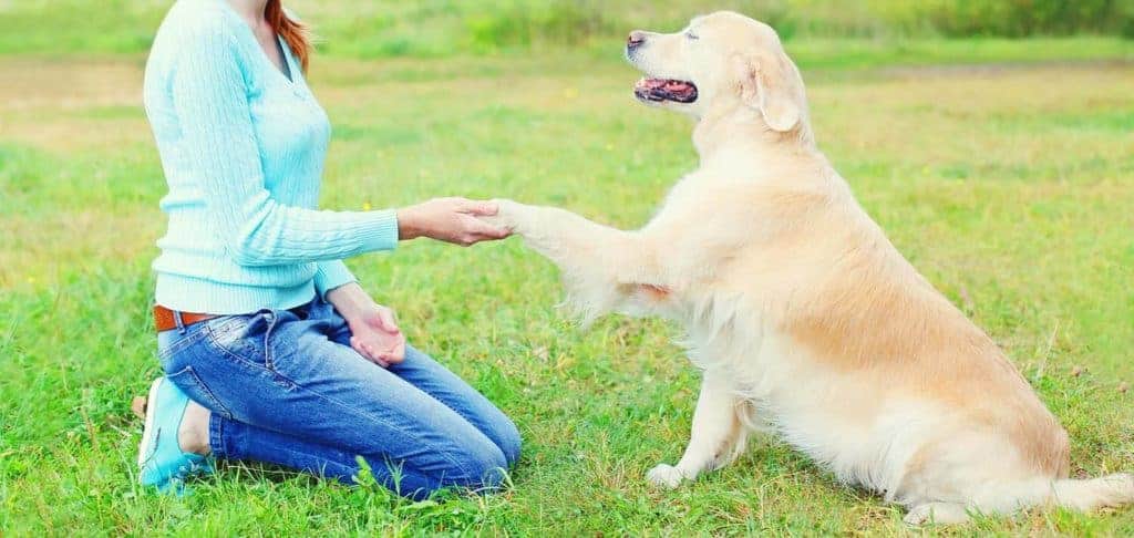 Image of a Golden Retriever being friendly with his owner