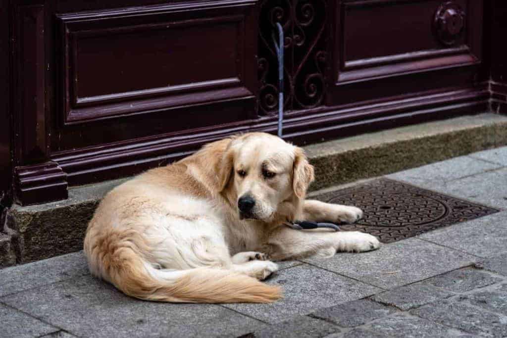 A Golden Retriever laying down near his home door