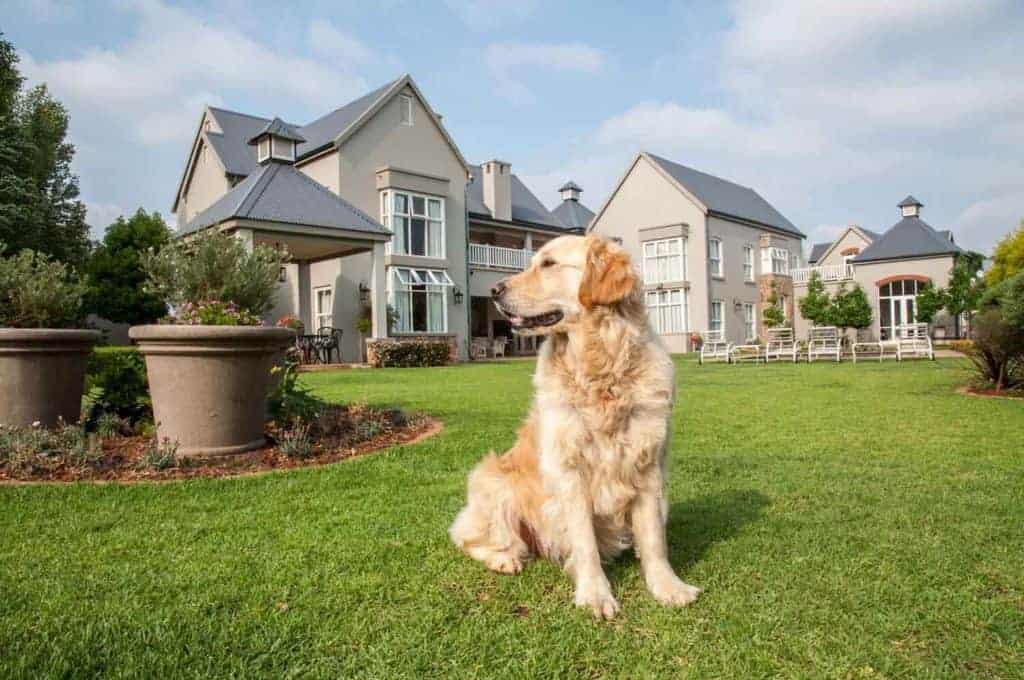 Are Golden Retrievers Good Guard Dogs?