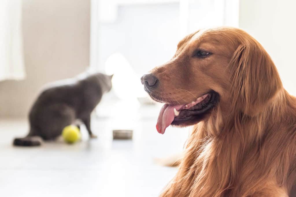 an image of a Golden Retriever with a cat on the background