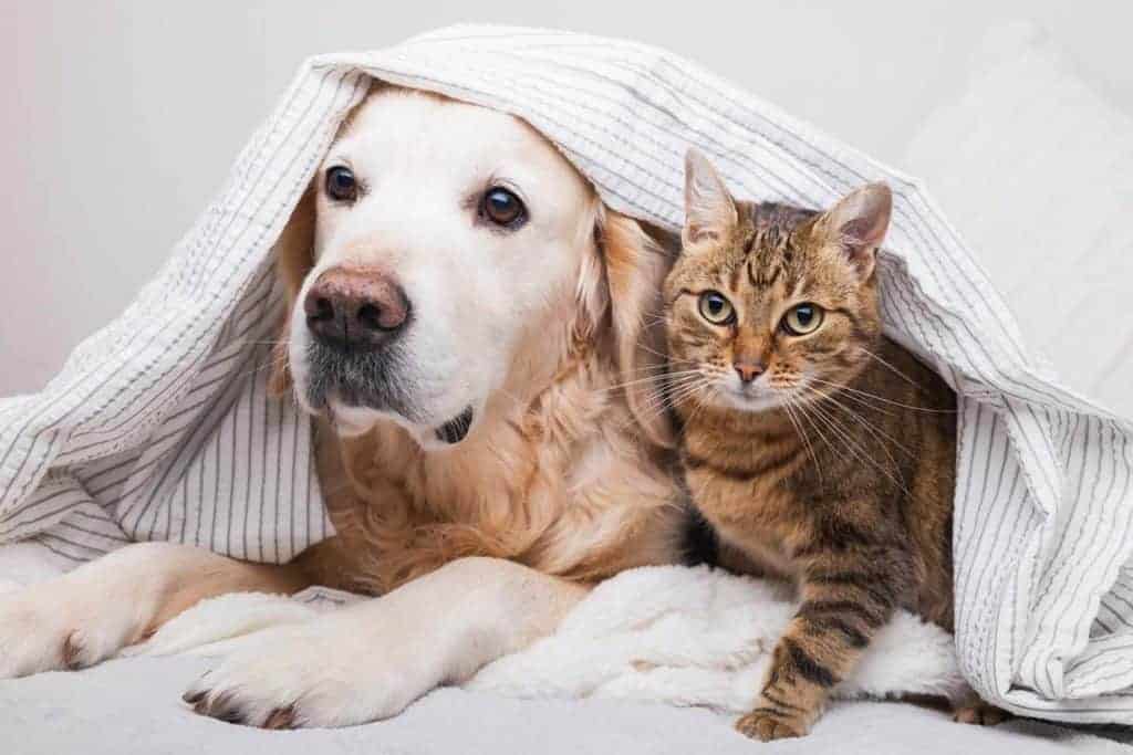 Are Golden Retrievers Good with Cats