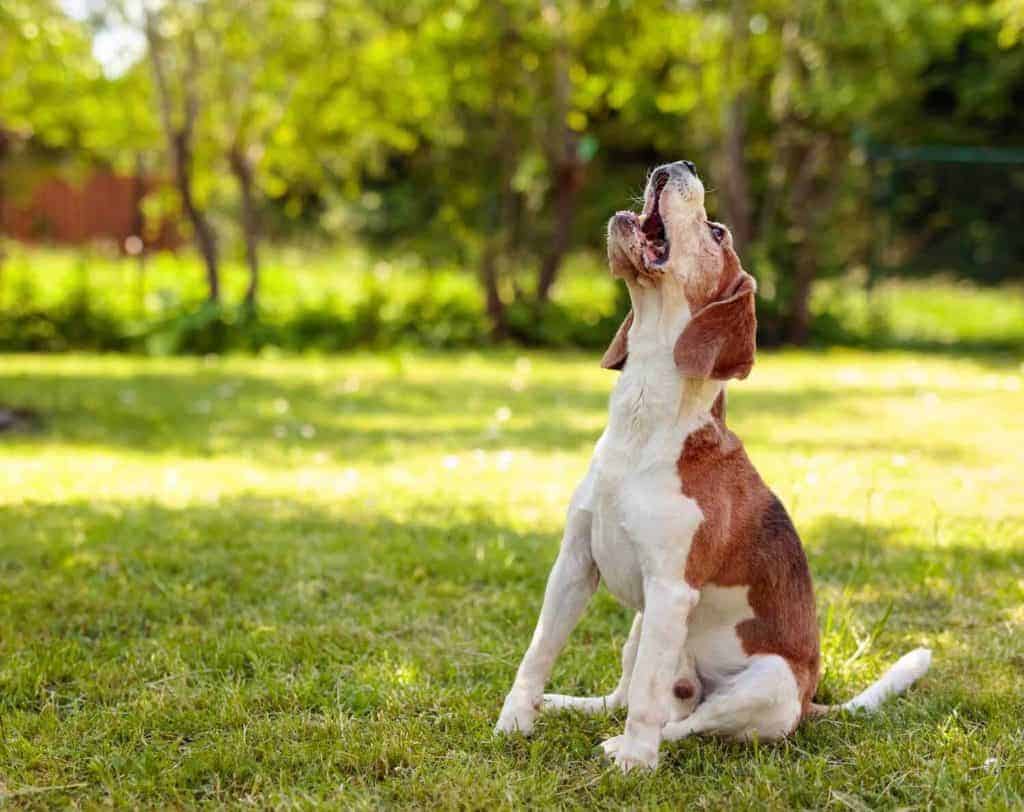 Do Beagles Bark A Lot?