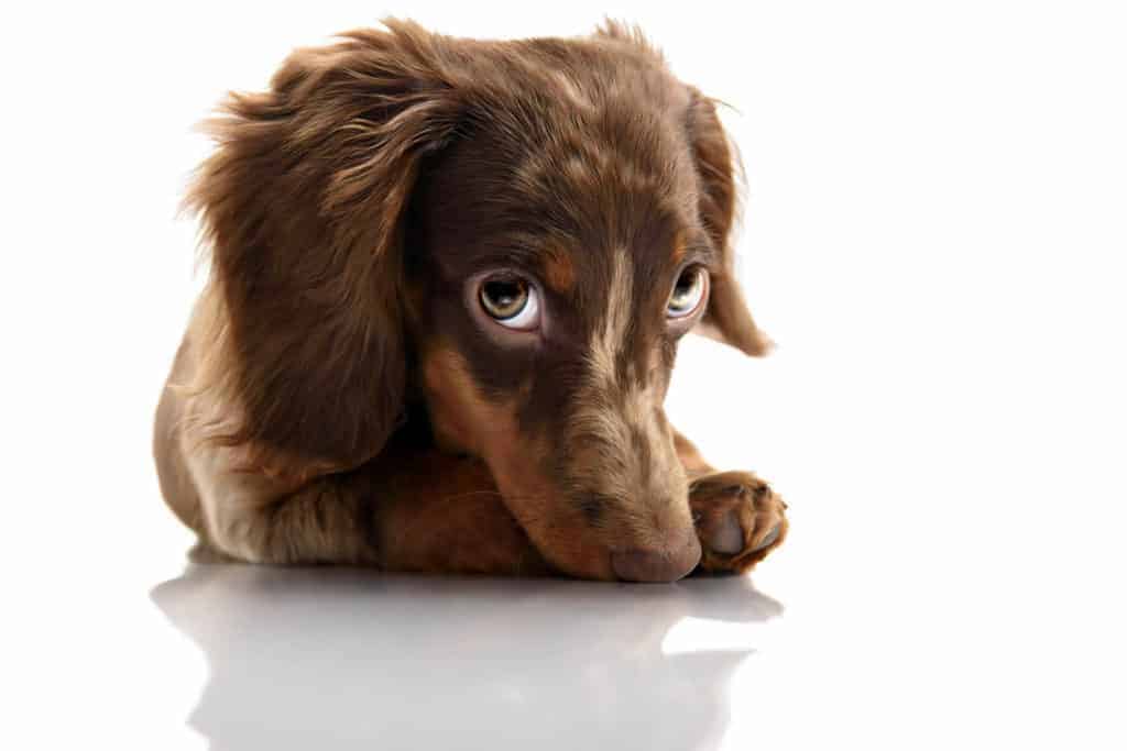 Picture of a dachshund looking with cute eyes