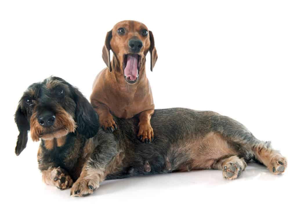 Do Dachshunds Bark a Lot? Image of two Dachshund with one of them barking