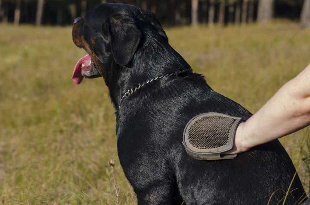 Picture of a Rottweiler being groomed