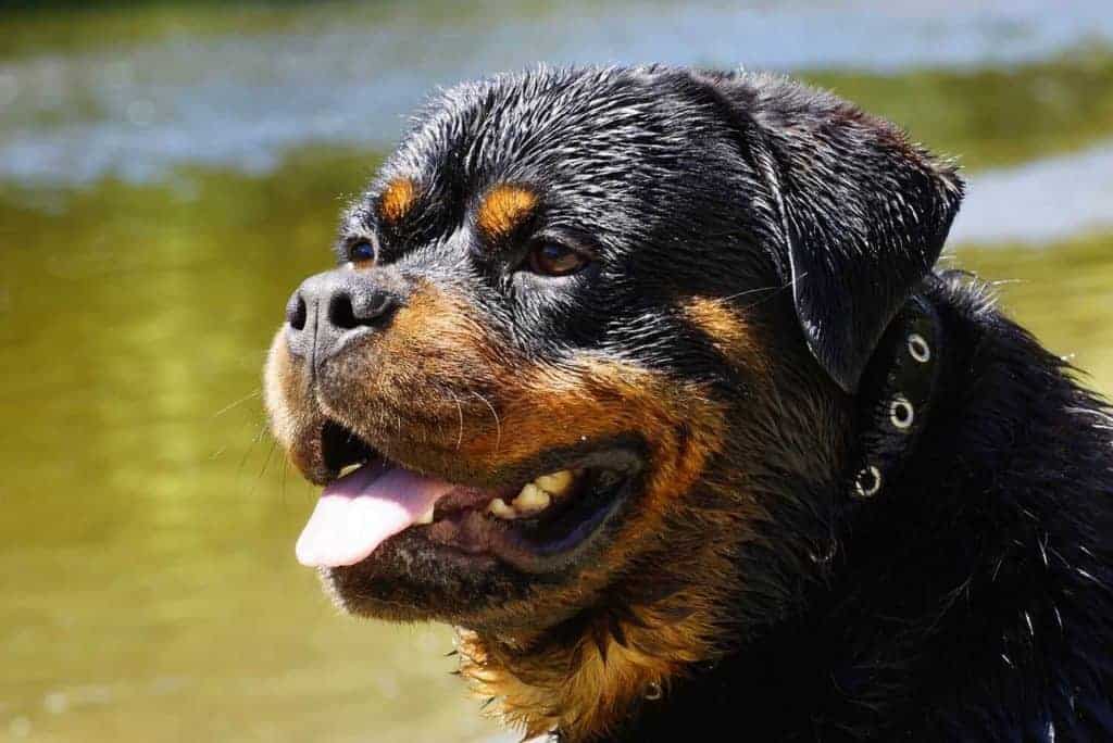 Do Rottweilers Have Skin Issues?