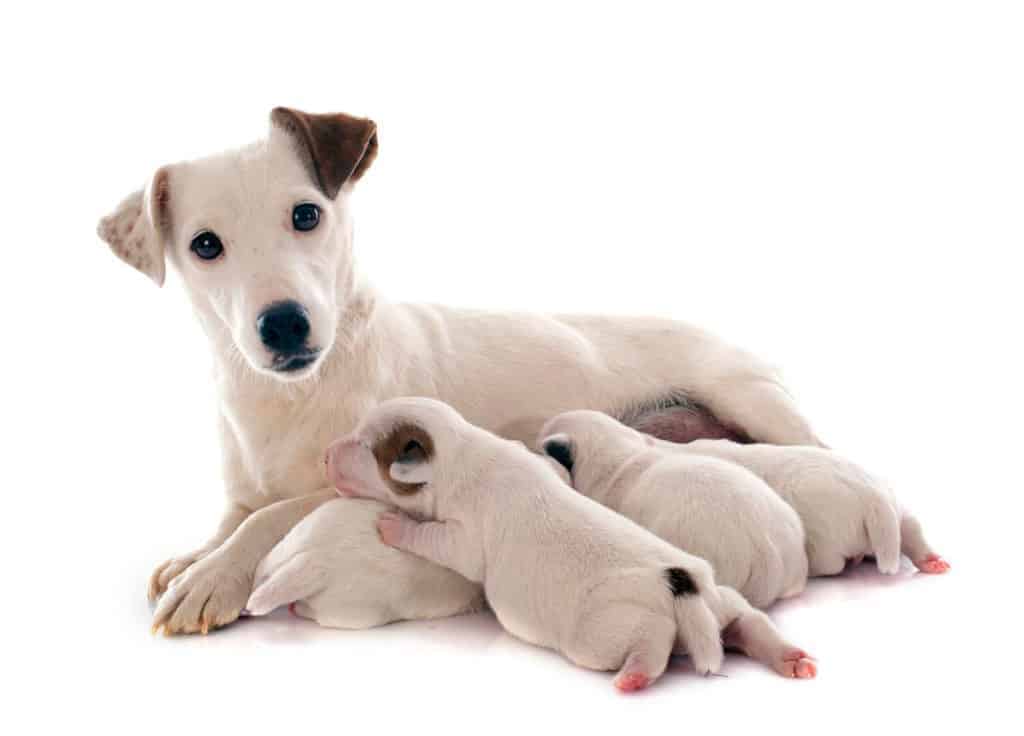 Reputable Dog Breeding. Photo of a bitch with her puppies