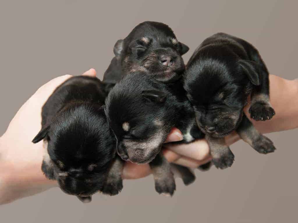 photo of newborn puppies