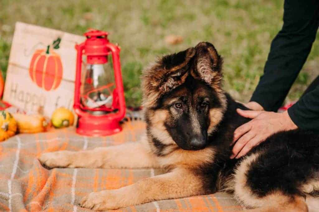 Puppy German Shepherd living happy outdoors