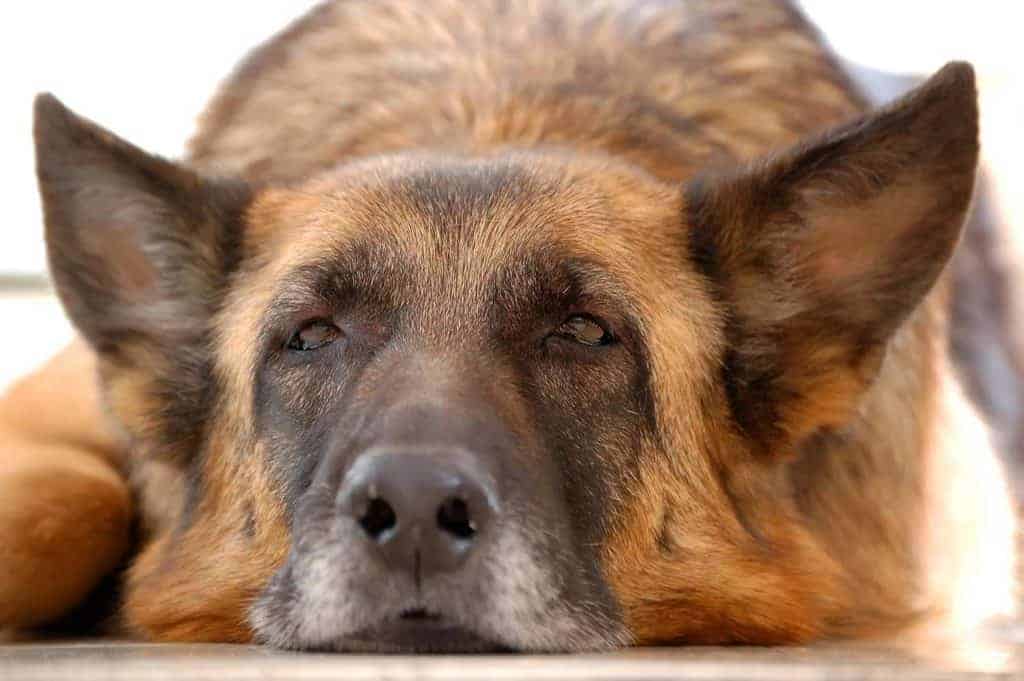 how-long-do-german-shepherds-live-5-signs-your-gsd-life-is-ending