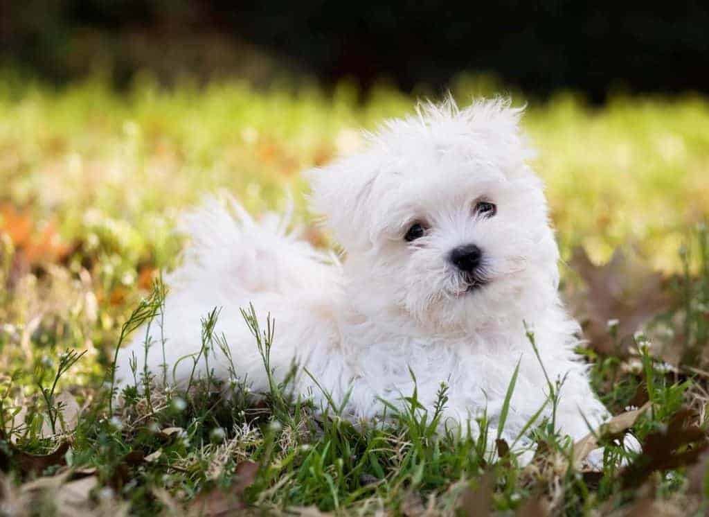 Picture of a healthy Maltese puppy