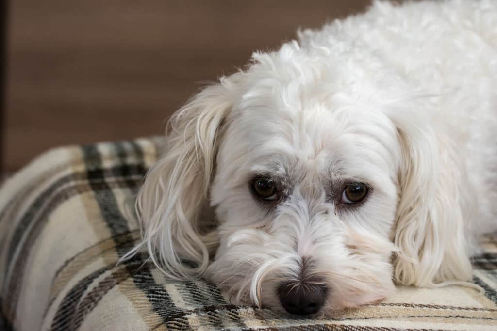 How Long Do Maltese Live? Photo of a Maltese dog laying on the carpet