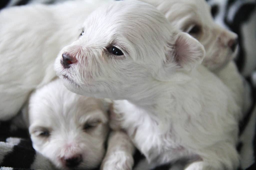 How Many Puppies Can a Maltese Have? Photo of Maltese puppies