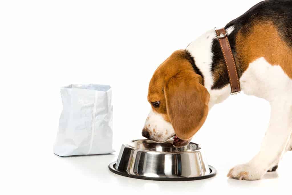 How Much Should a Beagle Eat