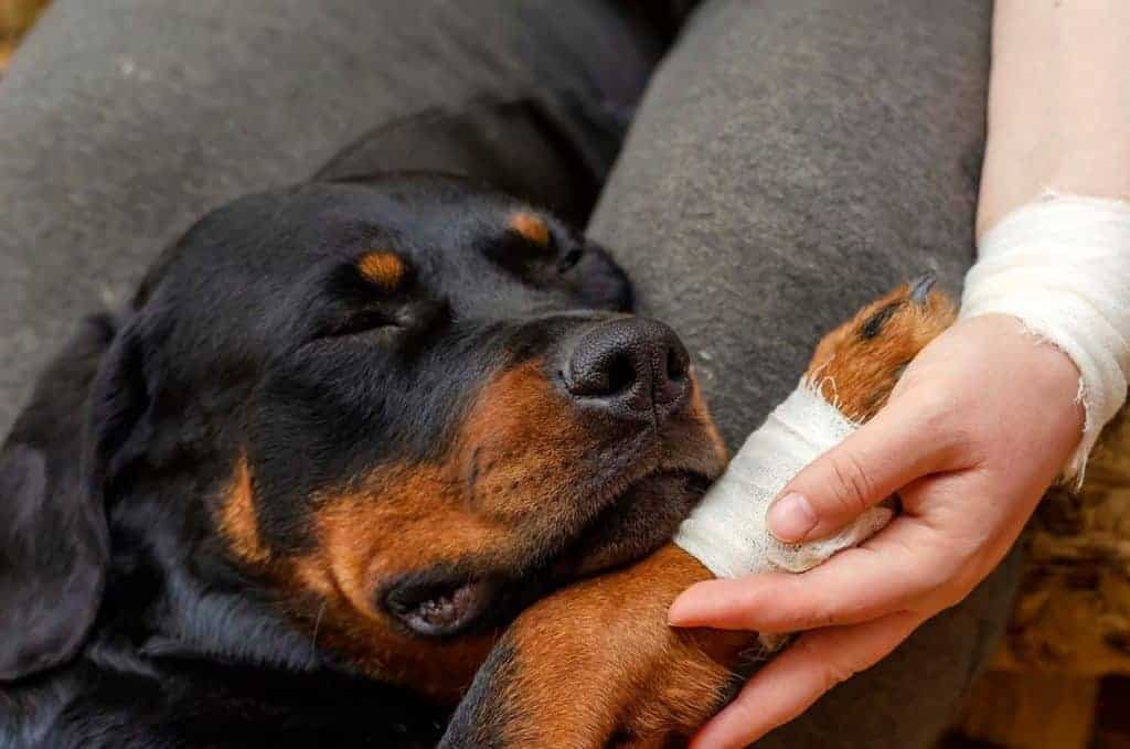 Rottweiler with his paw hurt and sleeping on his owner's lap