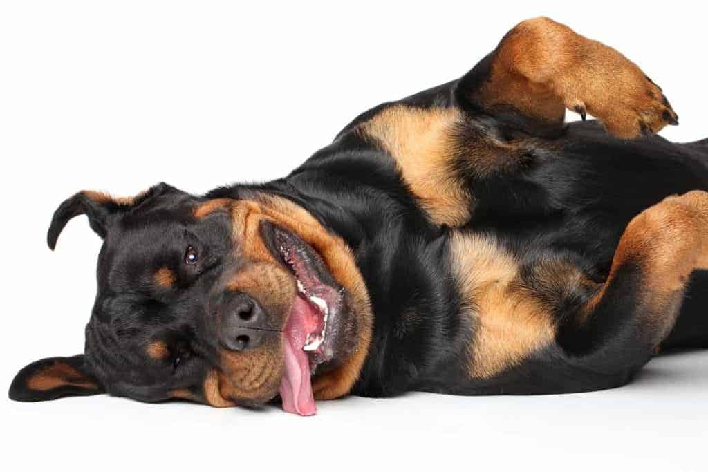 how long do rottweiler grow