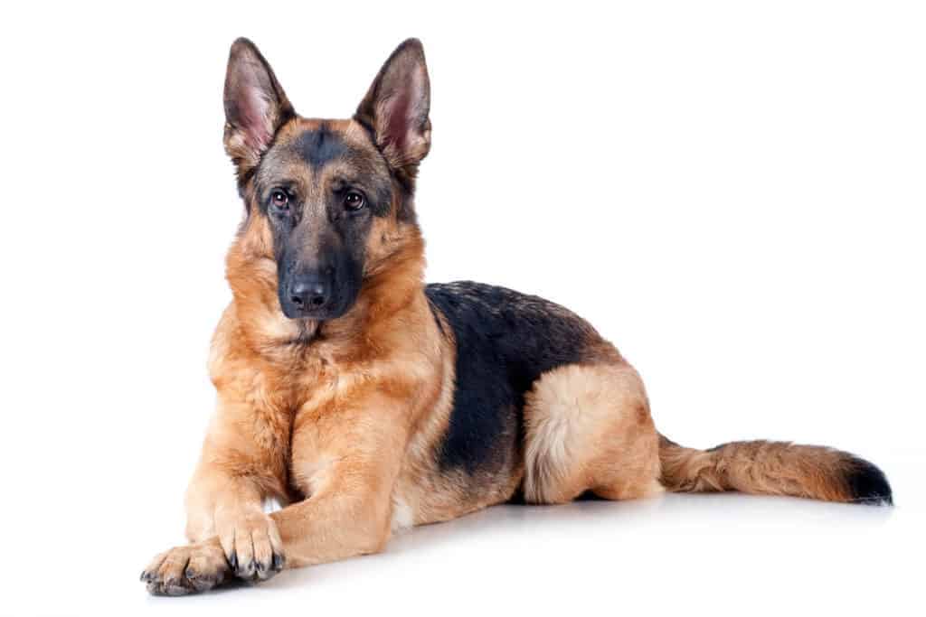 Pros and Cons of Owning A German Shepherd