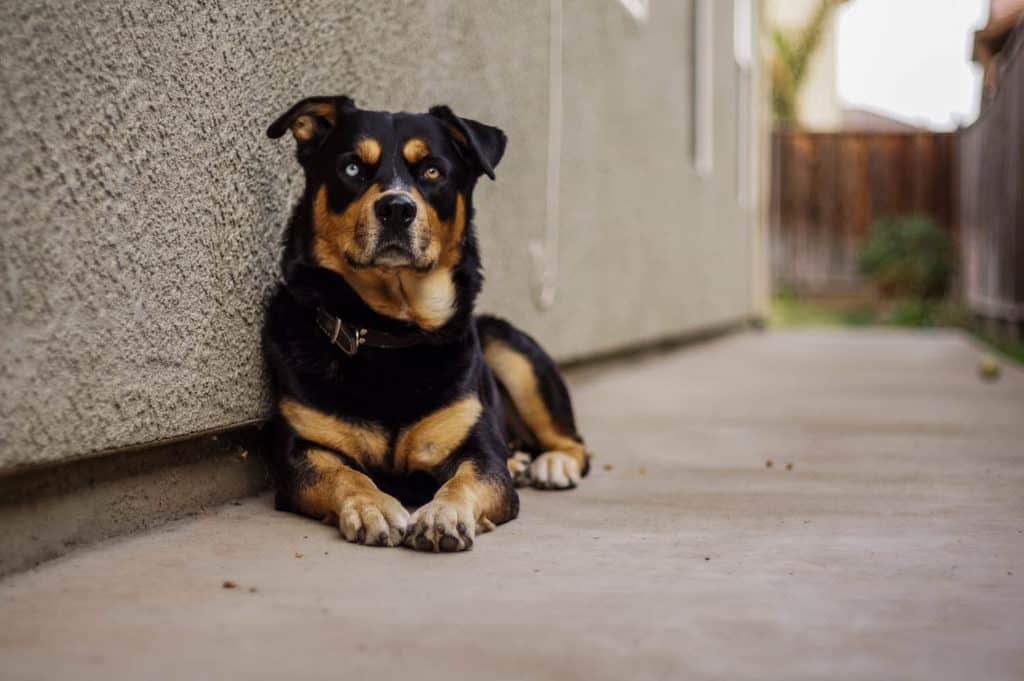 A Rottweiler Husky Mix dog with one blue eye and another brown laying down near a wall.