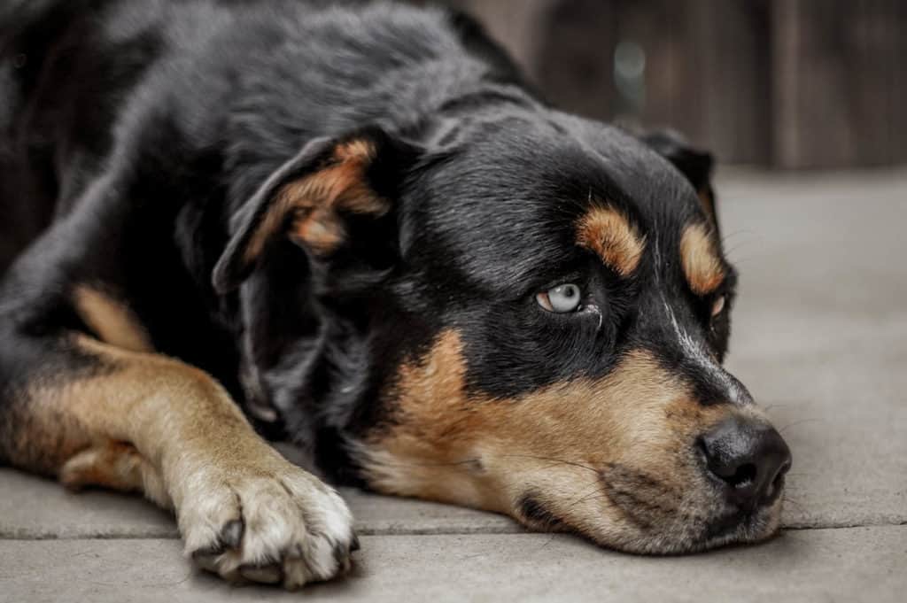 Rottweiler Husky Mix dog laying down on the ground