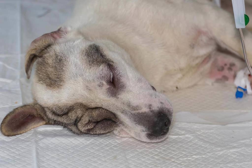 Picture of a dog that suffered an anaphylactic reaction and is recovering on the veterinarian clinic.