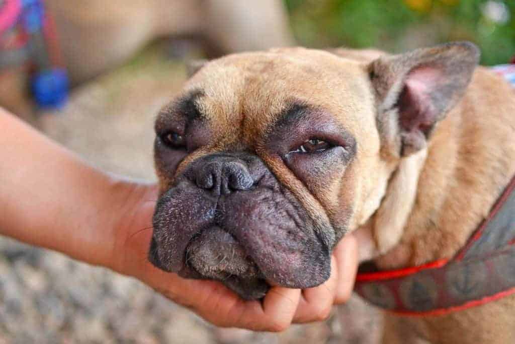 What Happens If A Dog Eats a Bee?