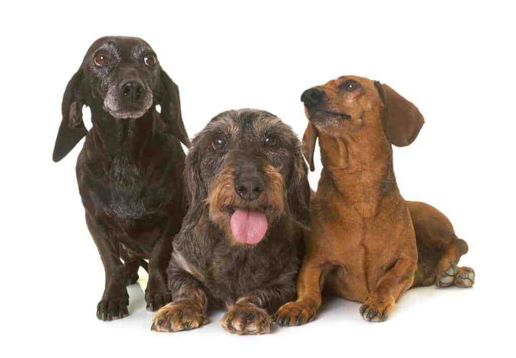 What Is The Life Expectancy For A Dachshund? Common Causes of Death.
Photo of three Dachshunds with different kinds of coat types, looking laying down and posing to the photo.