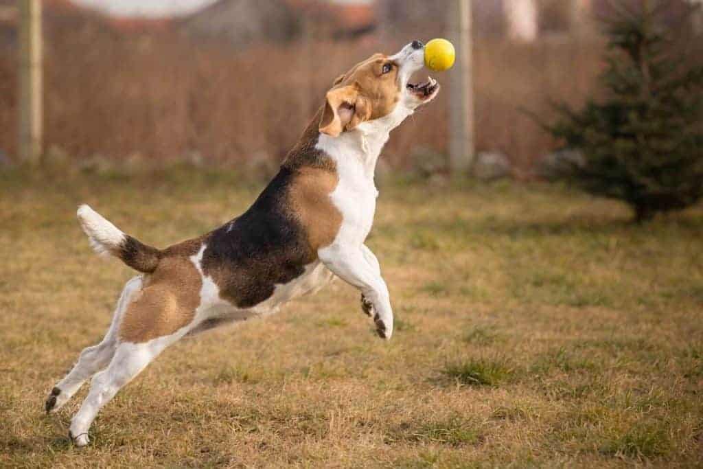 When do Beagles Stop Growing? Tips for a Healthy Beagle