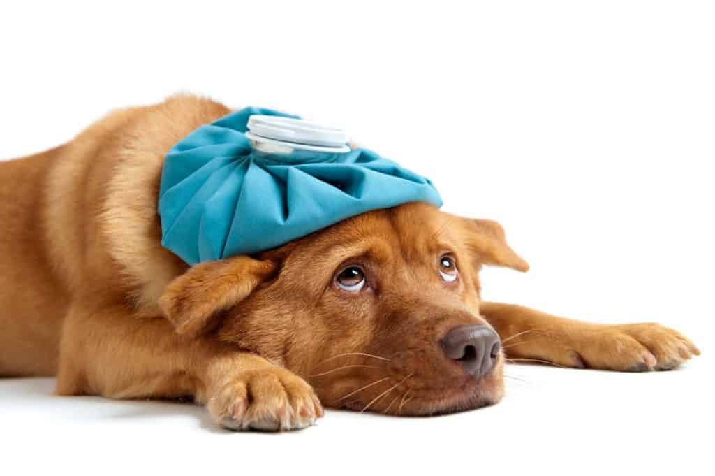 Photo of a dog feeling sick