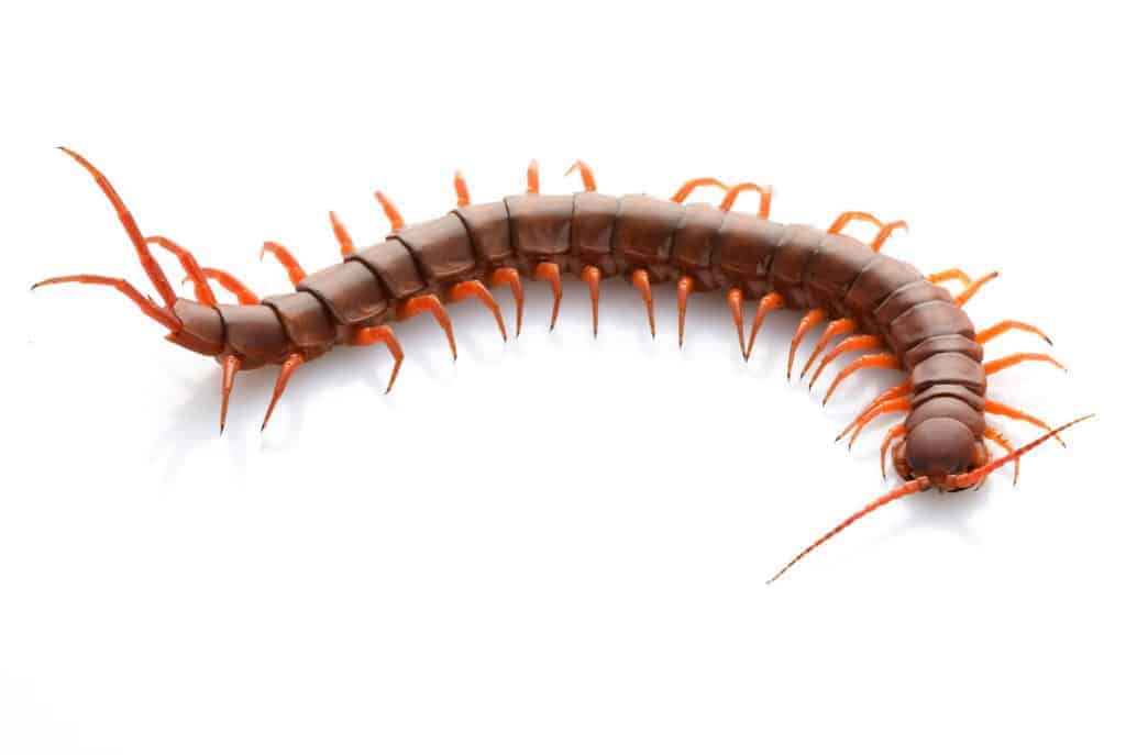 centipede mouth