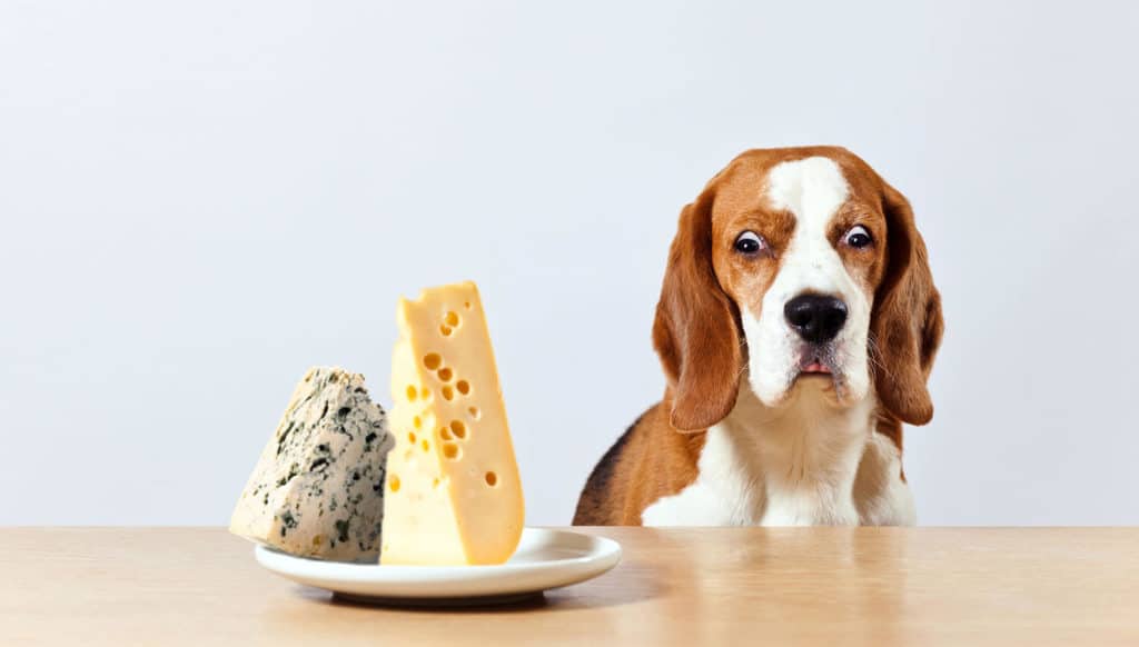 Photo of a Beagle dog looking to a plate full of cheese.