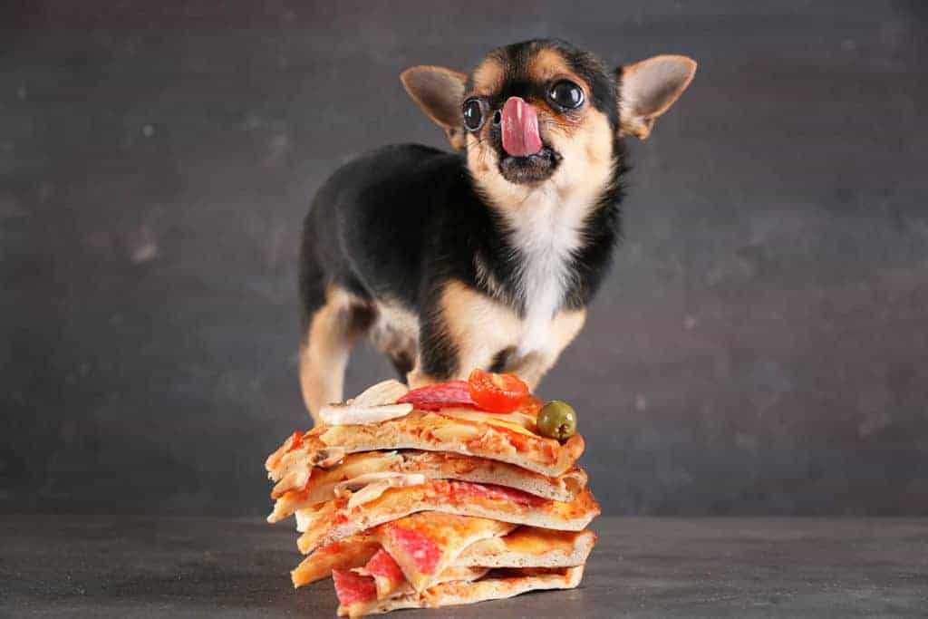 chihuahua looking at pizza slices