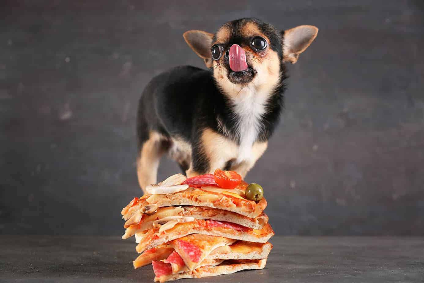 Can Dogs Eat Pizza Crust? How Safe Is It? Dog Advisory Council