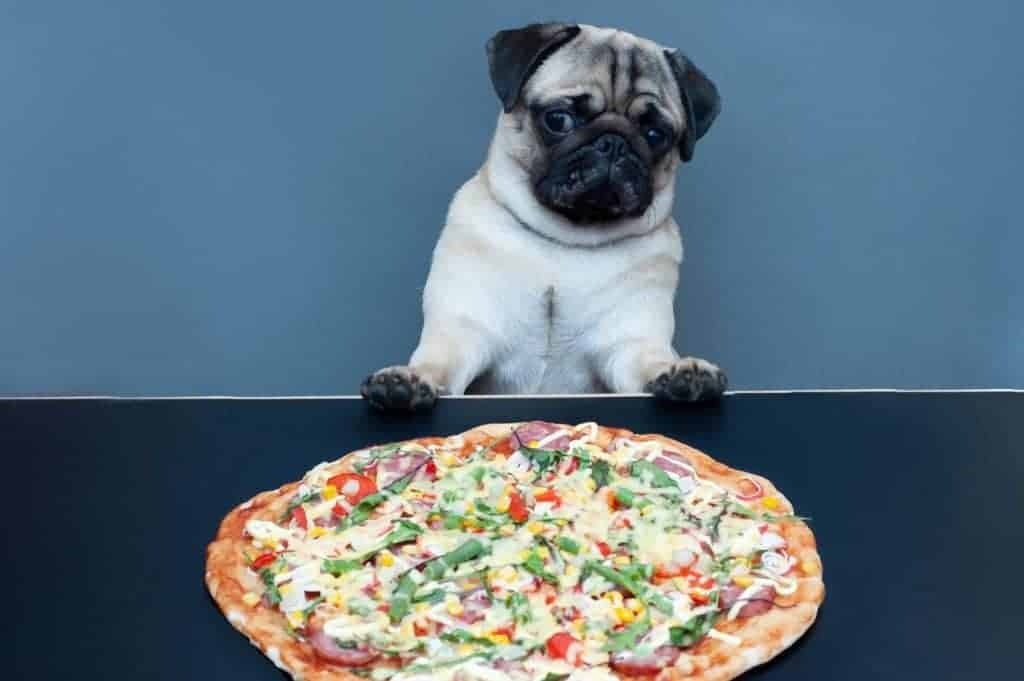 Can Dogs Eat Pizza Crust? Photo of a Pug looking at a Pizza