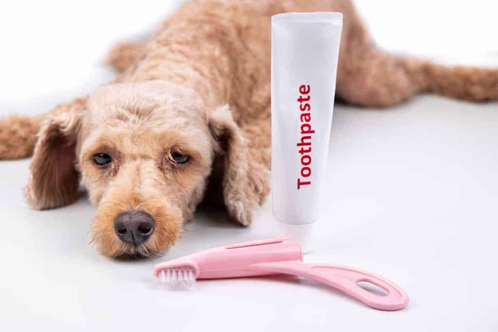 can dogs swallow dog toothpaste