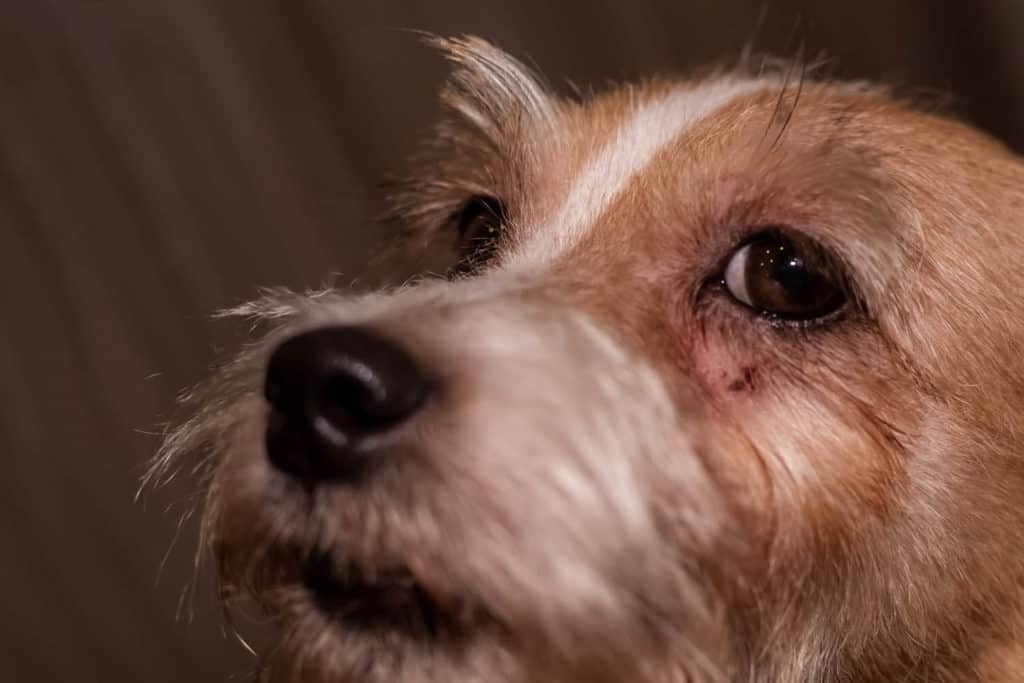 Photo of a dog loosing hair around the eyes