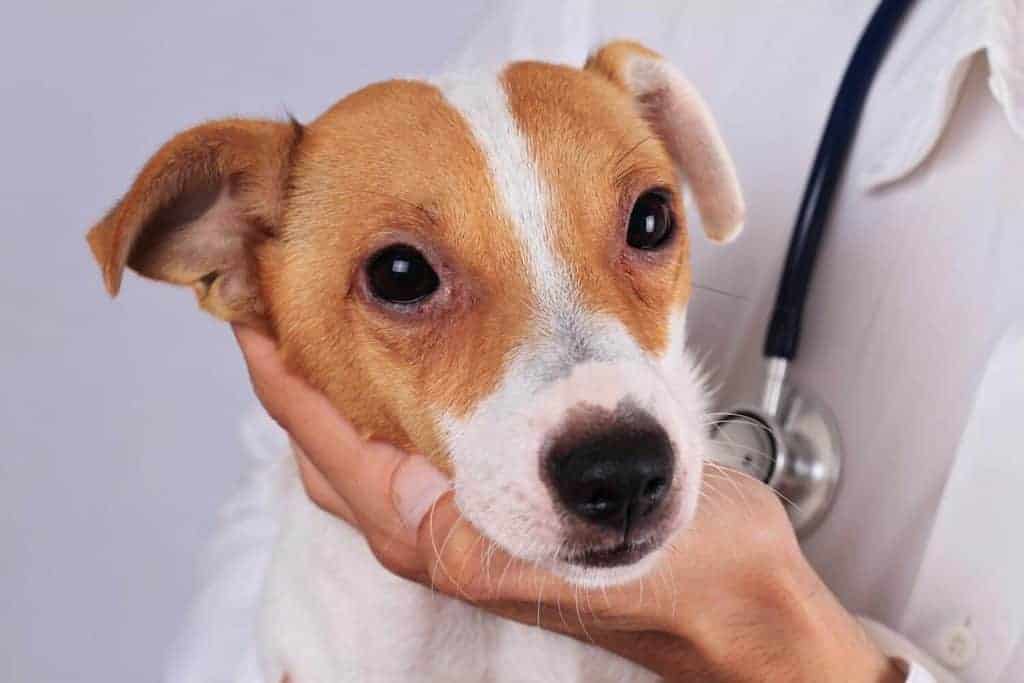 Dog is Losing Hair Around Eyes. Photo of a dog in the vet loosing hair around his eye