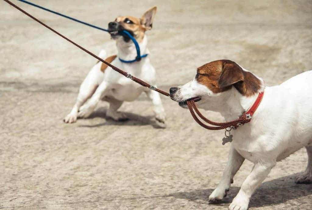 Two Jack Russels dragging the leash back refusing to walk