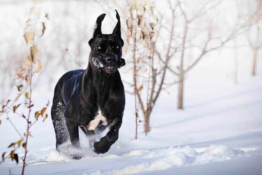 Black Great Dane running very fast on the snow