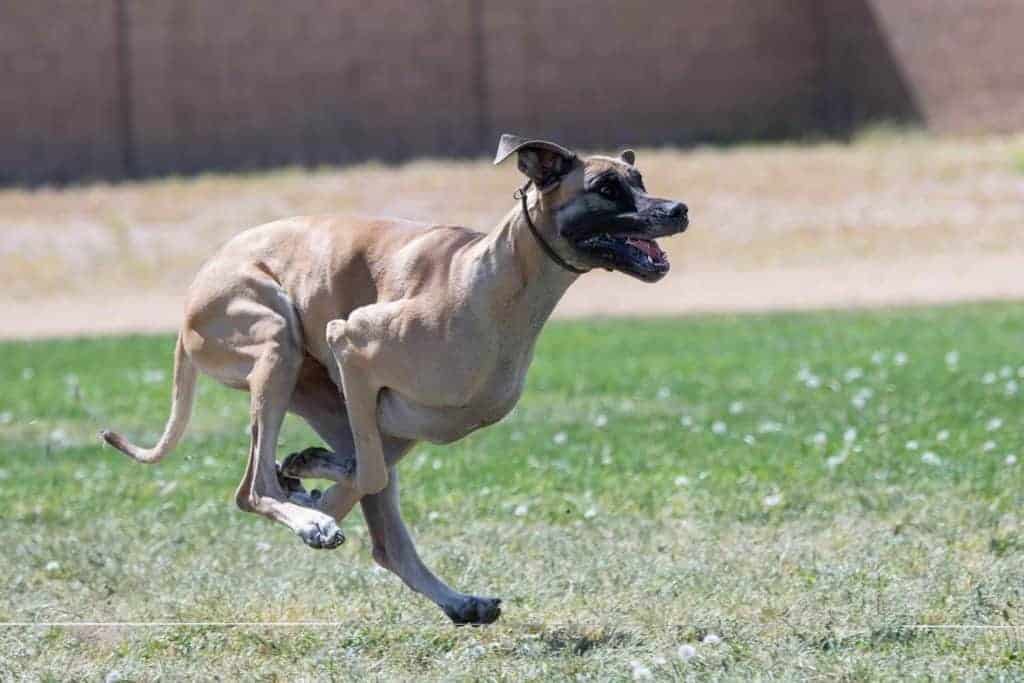 Fawn Great Dane running very fast