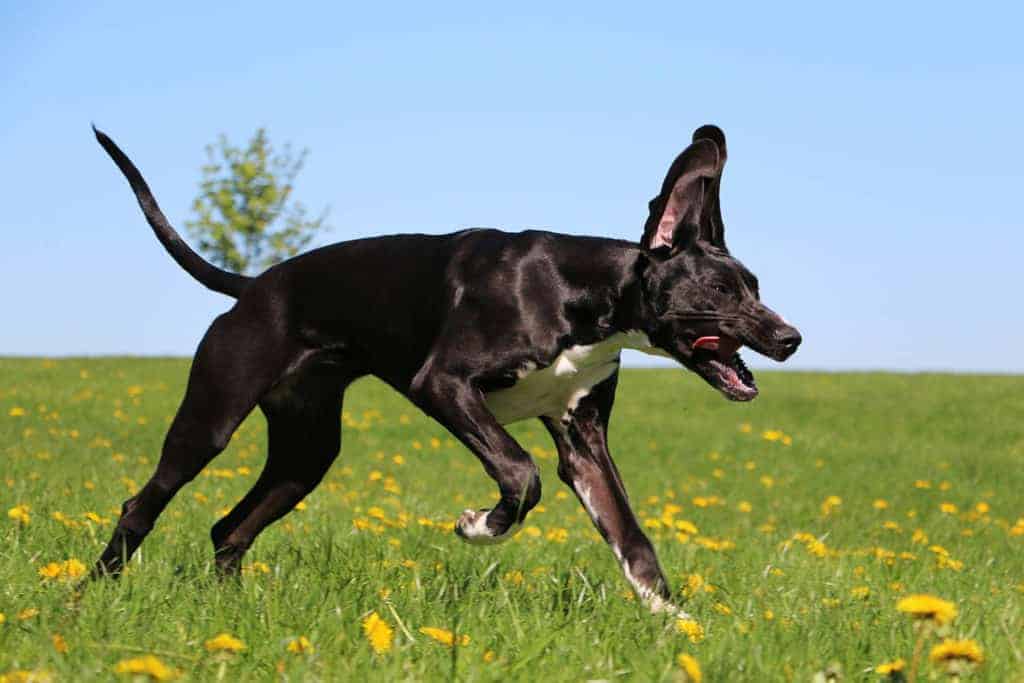 How Fast Can a Great Dane Run? Black Great Dane running very fast on an open field