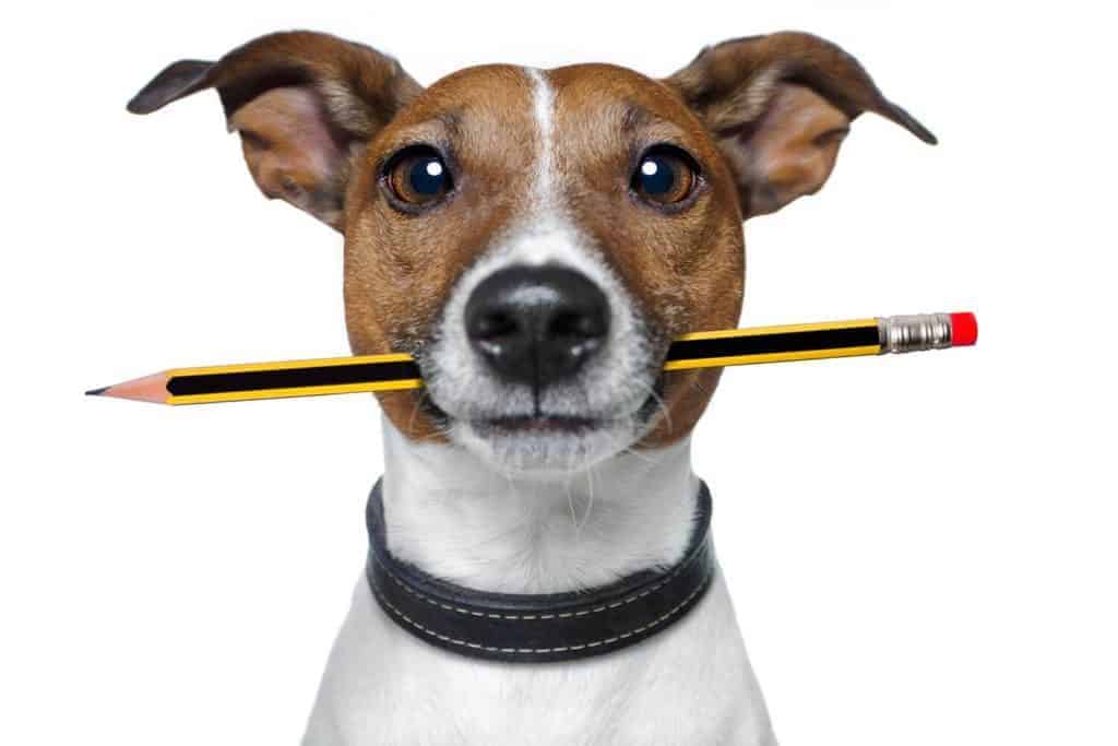 Help Me, My Dog Ate A Pencil What Should I Do? | Dog Advisory Council