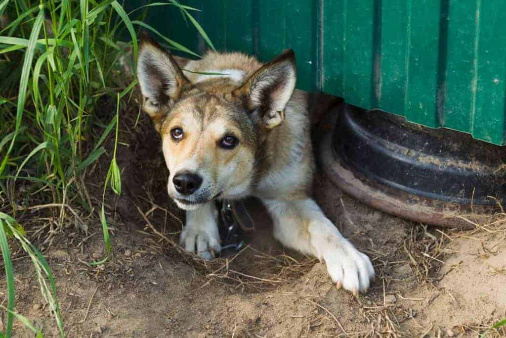 Photo of a dog poking his head on the other side of the fence through a hole he dug.