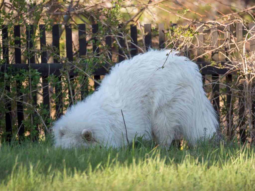 How Do I Stop A Dog From Digging Under A Fence?