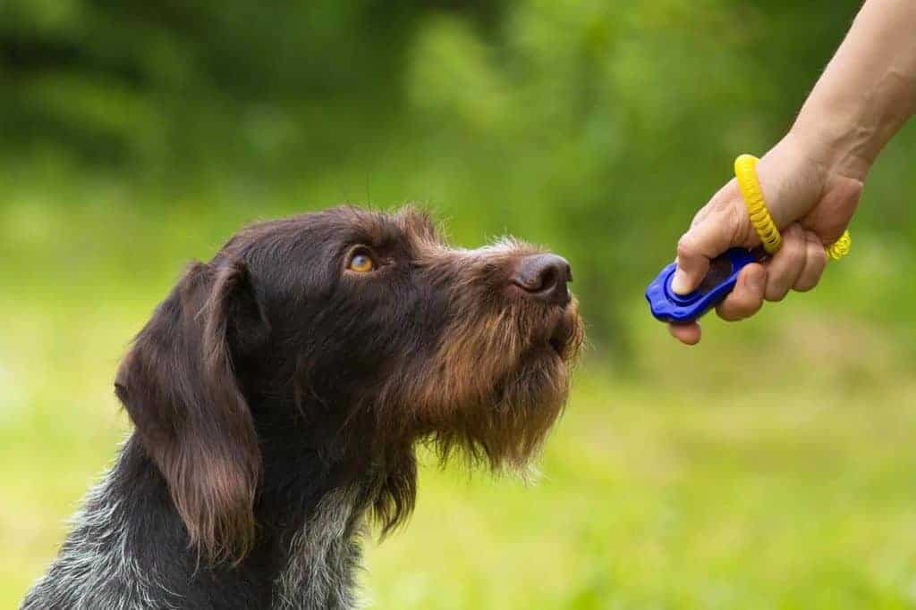 Dog looking up at his owner with a clicker trainer.