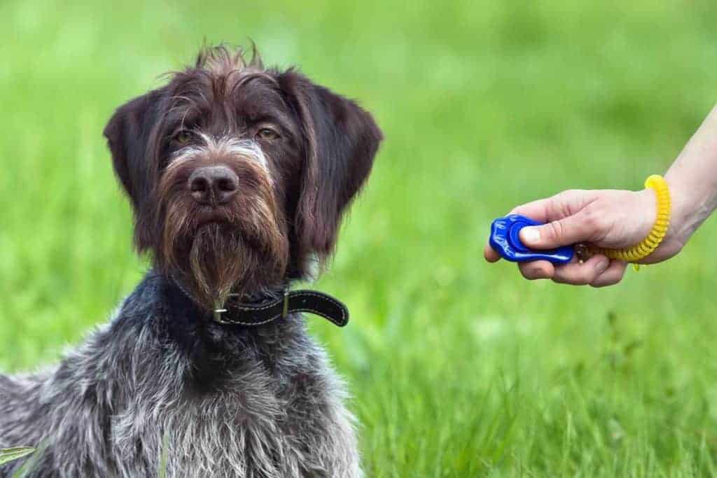 Clicker Training Pros and Cons. Photo of a dog ignoring the clicker.